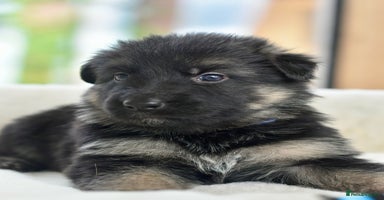 German Shepherd dogs - Advert 10