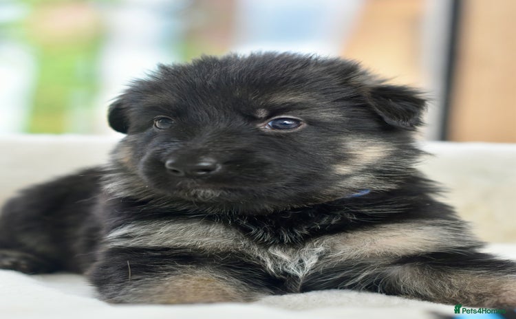 German Shepherd dogs - Advert 4