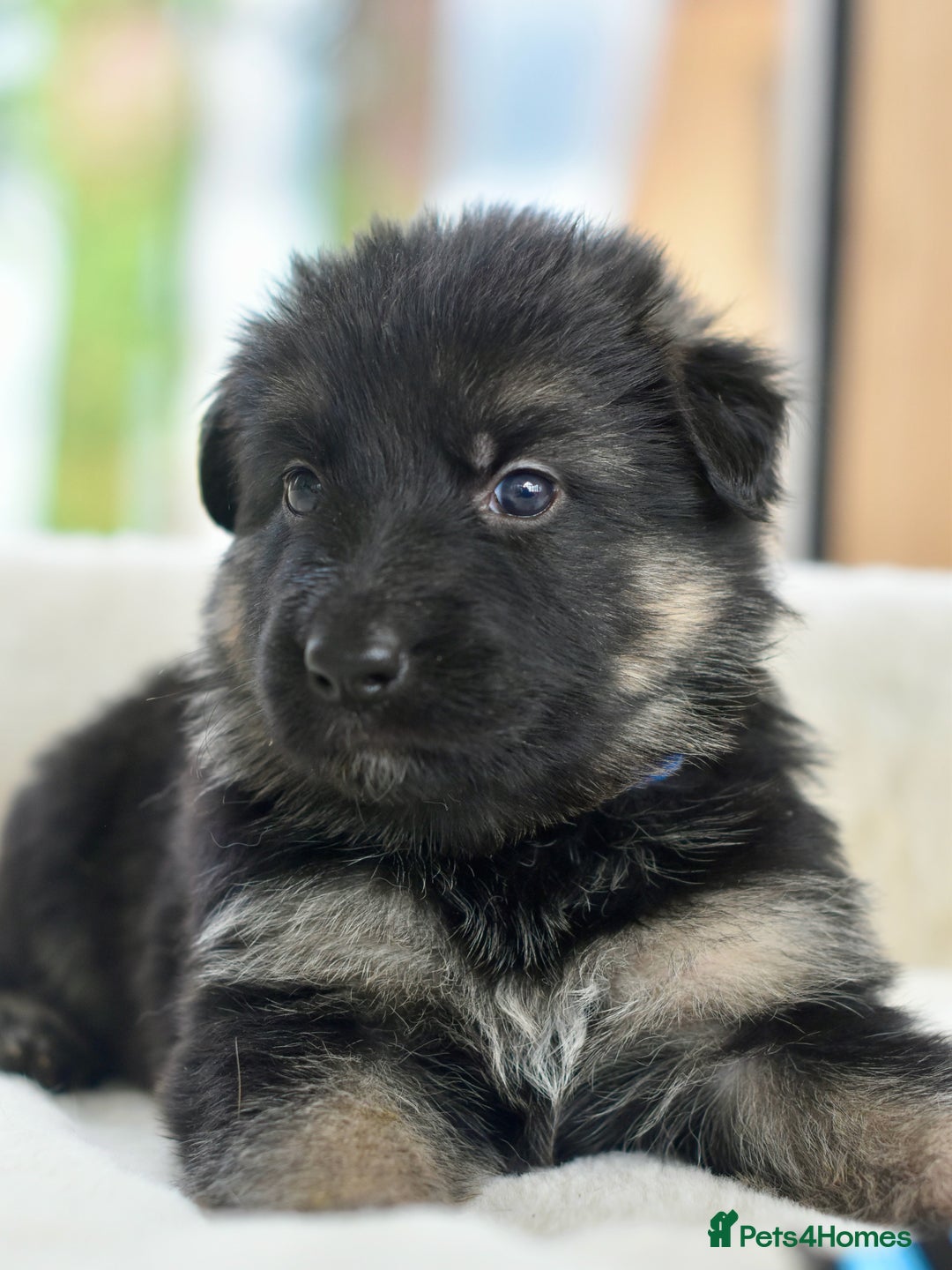 German Shepherd dogs for sale: 5 Generation KC - straight backed GSD puppies  - Image 10