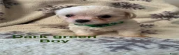 Maltese dogs for sale: Maltese puppies - Advert 37