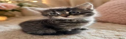 Maine Coon cats for sale: Maincoon x - Advert 4