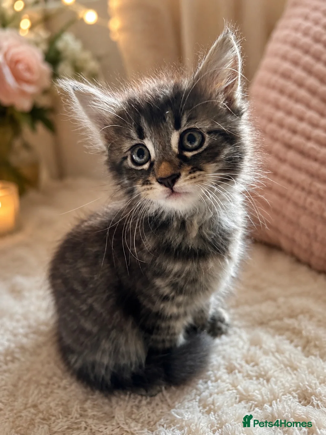 Maine Coon cats for sale: Maincoon x - Advert 4