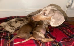 Dachshund dogs for sale: Dachshund puppies F1 - Image 5
