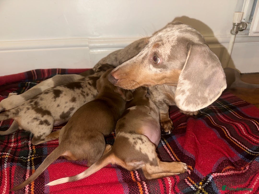 Dachshund dogs for sale: Dachshund puppies F1 - Image 5