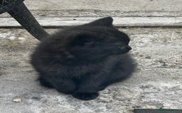 Mixed Breed cats for sale: 3 female kittens ready to go  - Image 25
