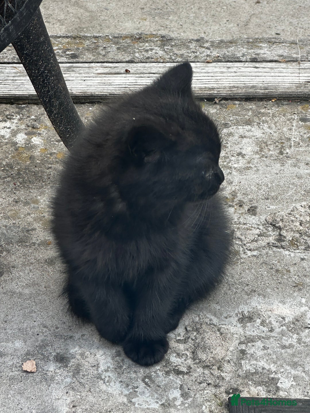 Mixed Breed cats for sale: 3 female kittens ready to go  - Image 25
