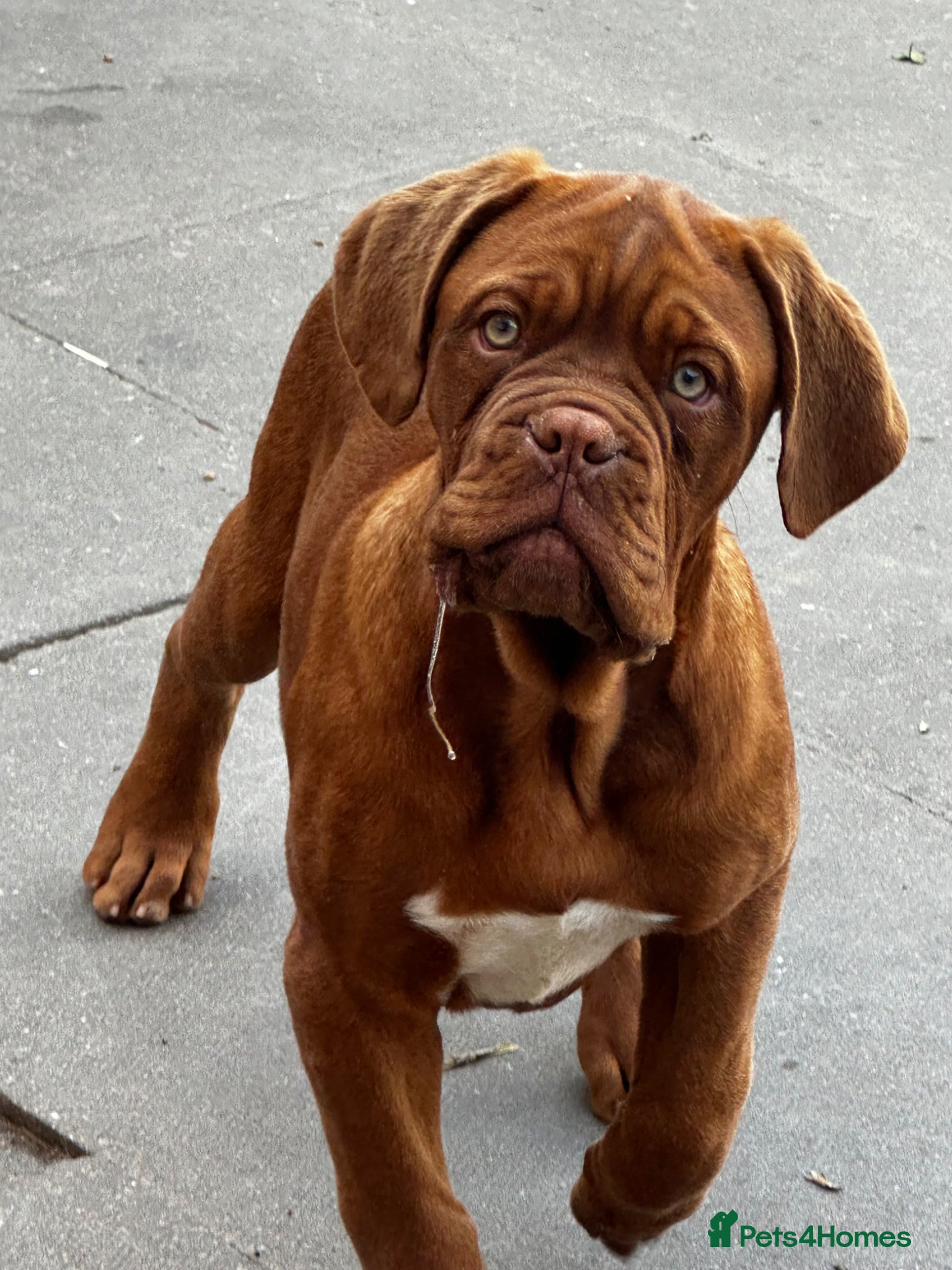 Dogue De Bordeaux dogs Show quality males available! - Advert 1