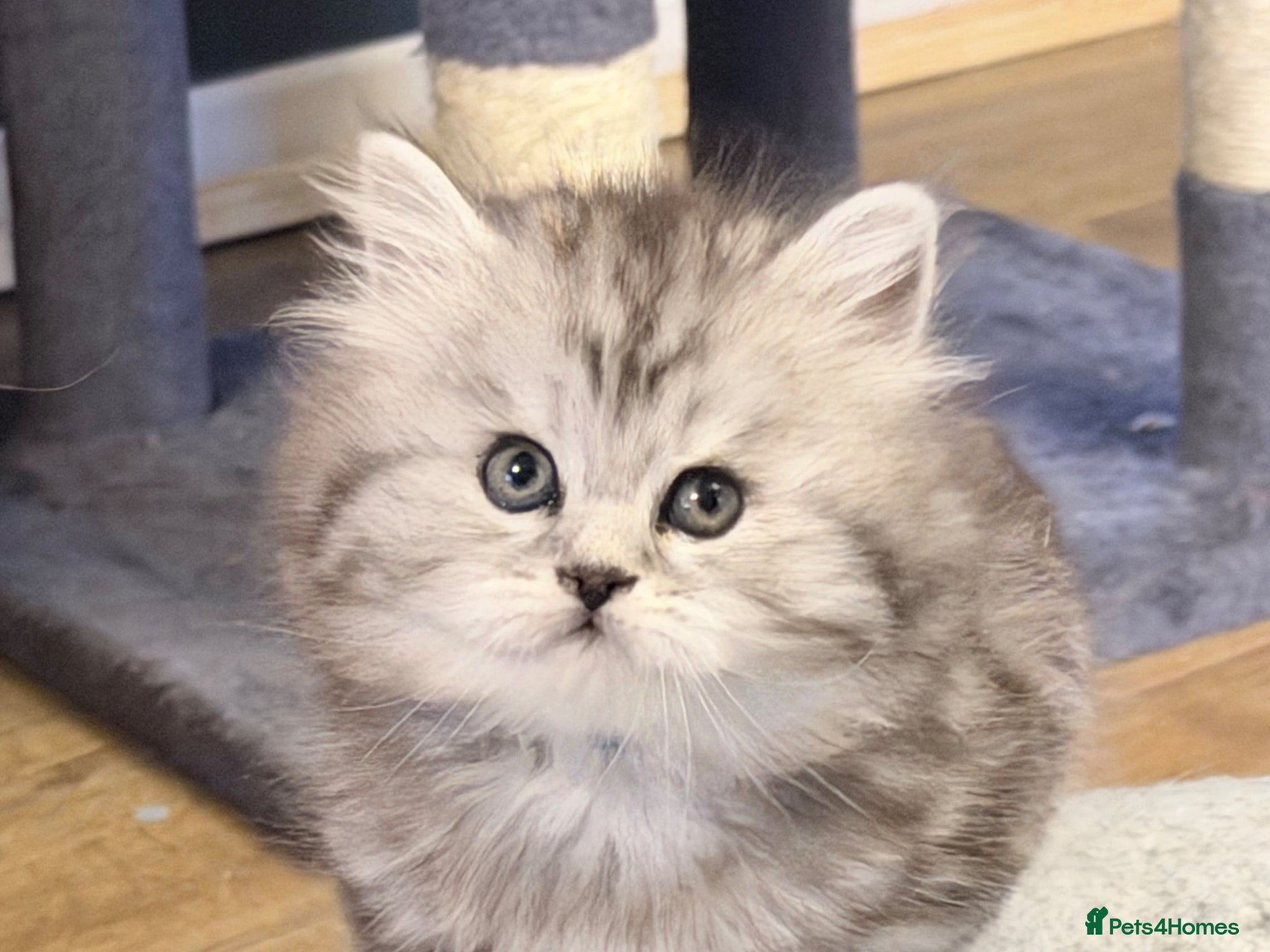 British Longhair cats for sale: RARE GCCF reg PKD Clear BLH Silver Tabby Kittens - Advert 5