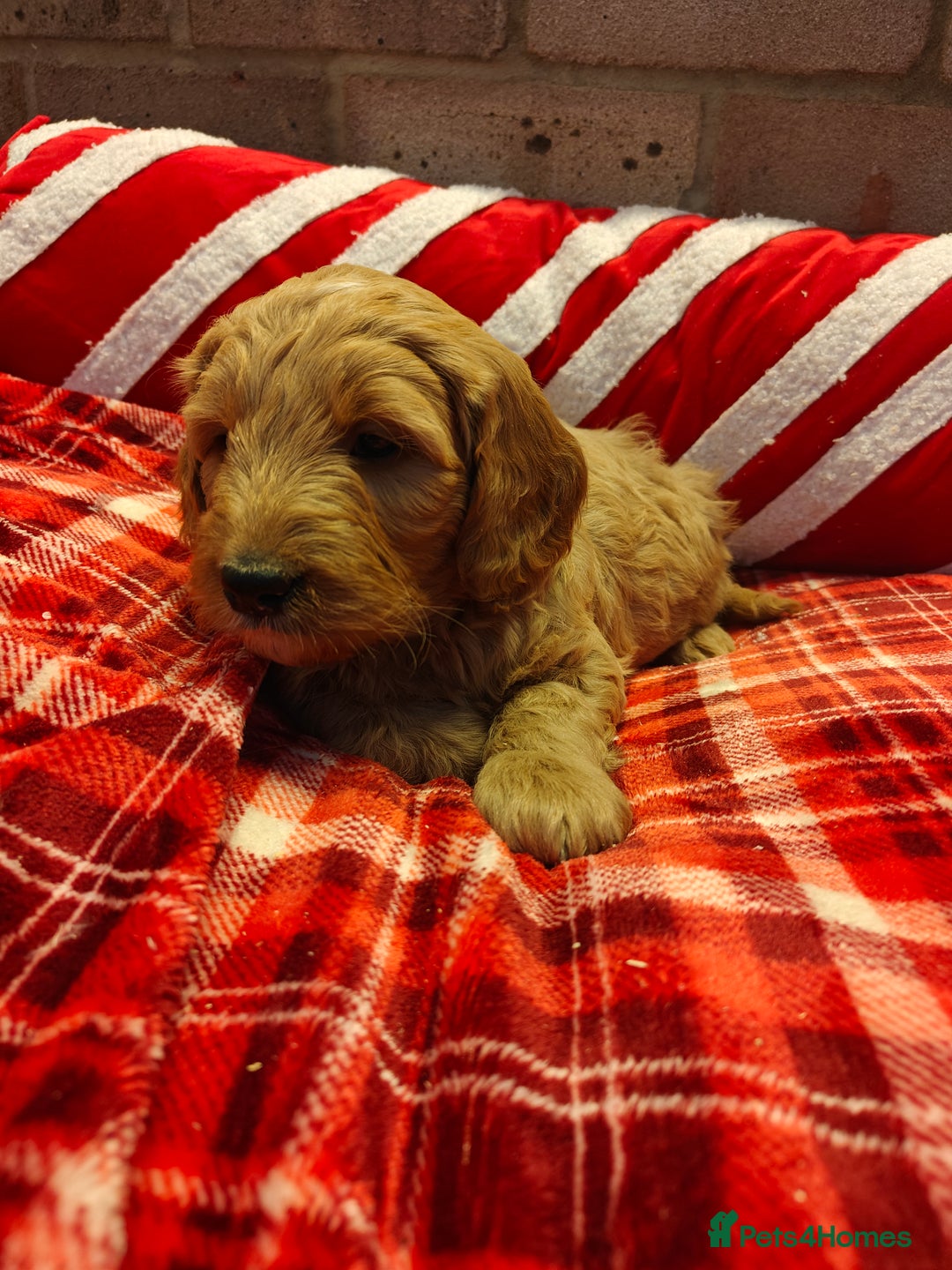 Mini Goldendoodle dogs for sale: *REDUCED* Adorable Red & Apricot Goldendoodles - Advert 15