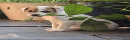Jack Russell dogs for sale: One beautiful Jack Russel puppy - Advert 9