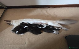 Mixed Breed cats for sale: Ragdoll X Kittens - Image 13