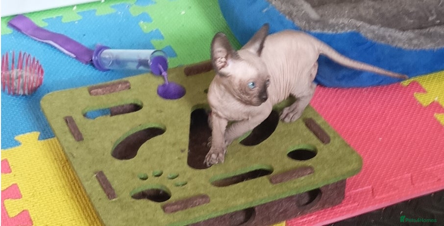 Sphynx cats GORGEOUS SPHYNX KITTENS 3 BOYS - Advert 17