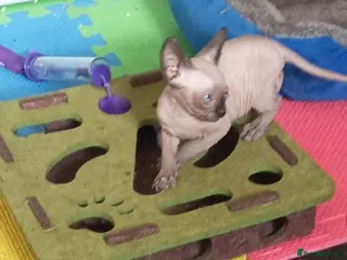 Sphynx cats GORGEOUS SPHYNX KITTENS 3 BOYS - Advert 17