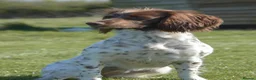 English Springer Spaniel dogs for sale: Working English Springer Spaniels  - Advert 2