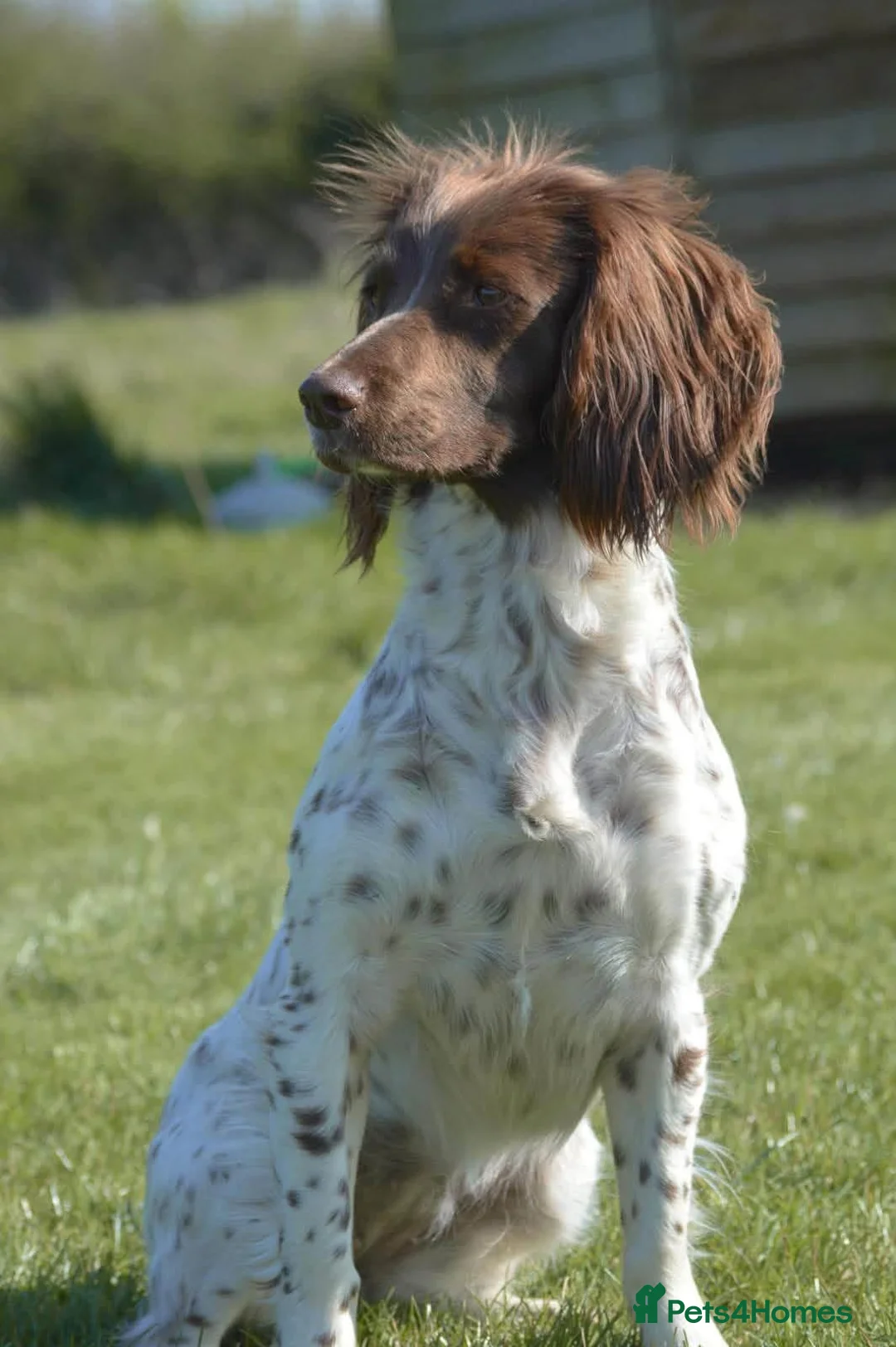 English Springer Spaniel dogs for sale: Working English Springer Spaniels  - Advert 2