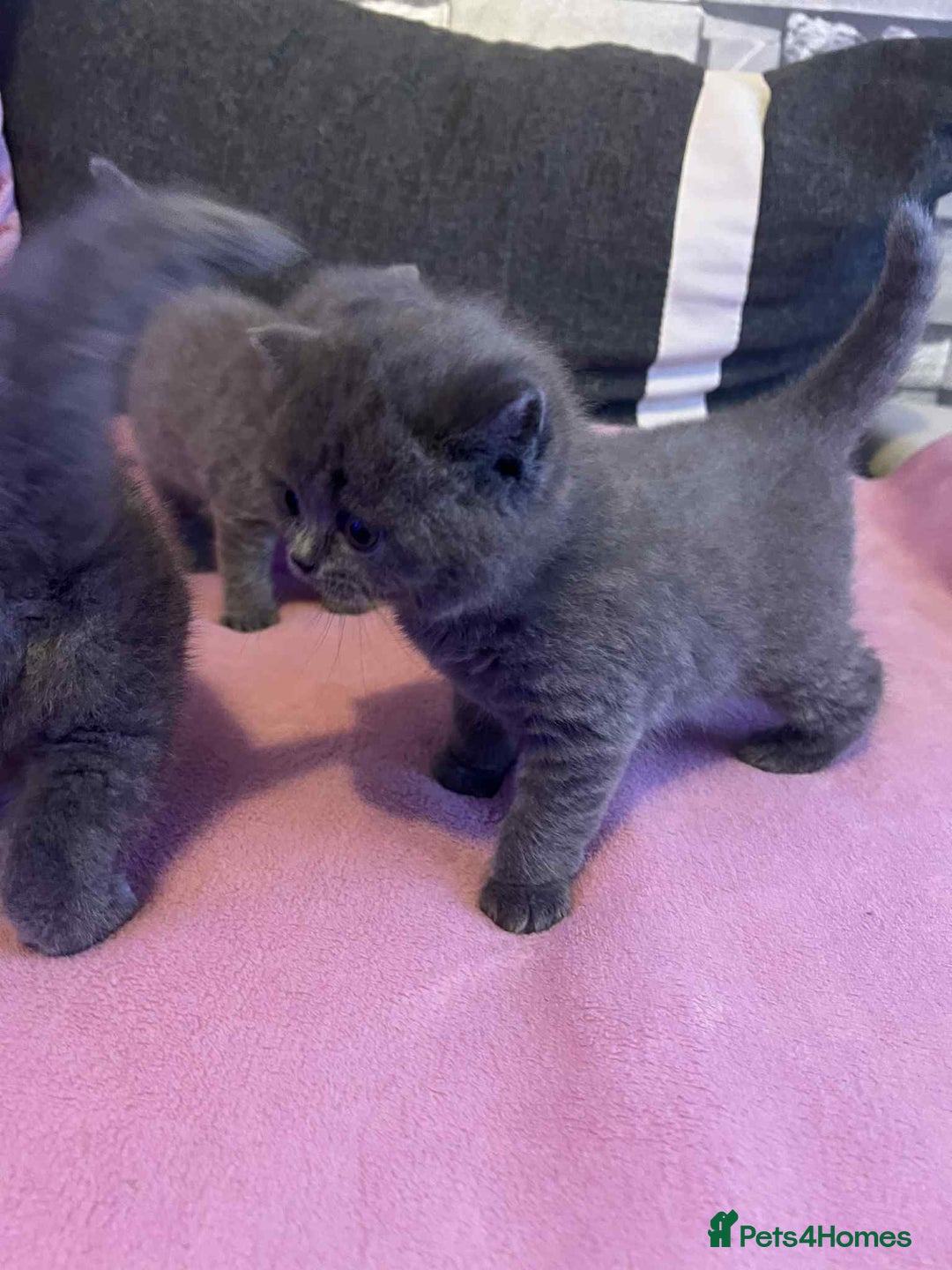 British Shorthair cats for sale: 3 Adorable BRITISH SHORTHAIR!!!!  - Advert 3