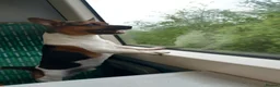 Jack Russell dogs for stud: Jack Russell for stud  - Advert 6