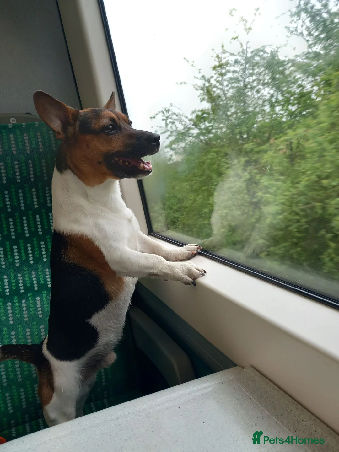 Jack Russell dogs for stud: Jack Russell for stud  - Advert 6