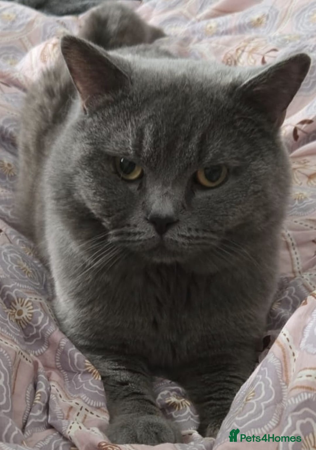 British Shorthair cats for sale: Beautiful British Shorthair Boy.. 😺 - Advert 3
