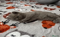 British Shorthair cats for sale: Beautiful Fluffy British Shorthair Kittens  - Image 7