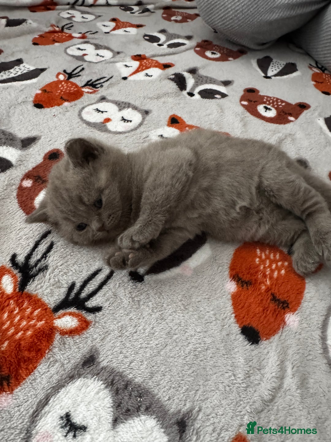 British Shorthair cats for sale: Beautiful Fluffy British Shorthair Kittens  - Image 7
