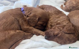 Cockapoo dogs for sale: Red Cockapoo 🐶 F1B looking for loving home 🥰 in London - Image 7