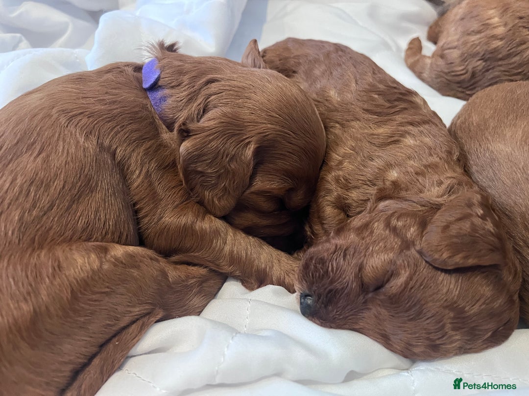 Cockapoo dogs for sale: Red Cockapoo 🐶 F1B looking for loving home 🥰 in London - Image 7