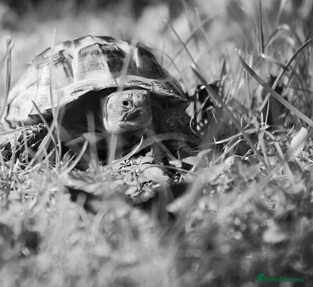 Tortoise reptiles for sale: Horsefield tortoise  in Aldershot - Advert 6