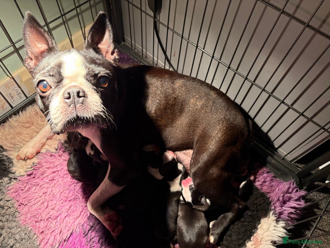 Boston Terrier dogs for sale: Kc reg true to type Boston terrier puppies - Image 1