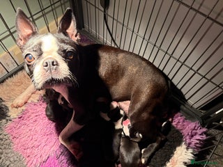 Boston Terrier dogs - Advert 1