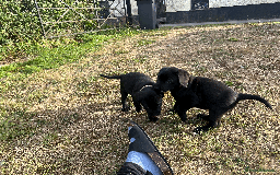Labrador Retriever dogs for sale: Labrador Puppies  - Image 8