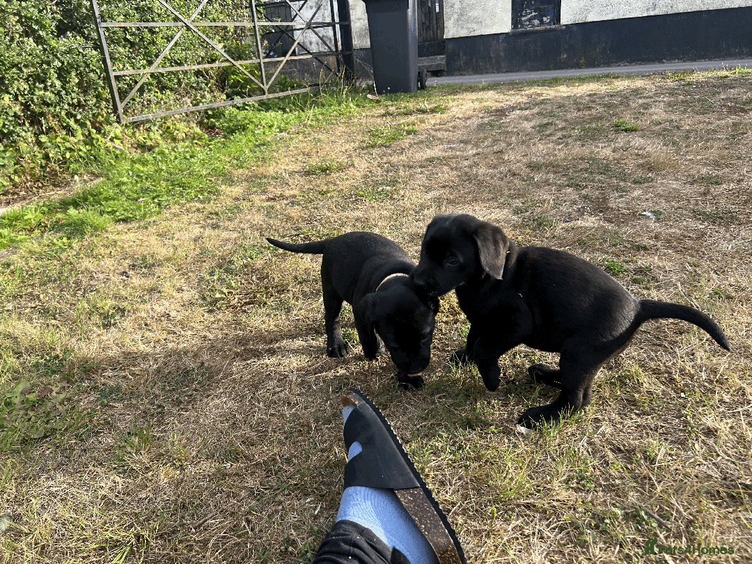 Labrador Retriever dogs for sale: Labrador Puppies  - Image 8