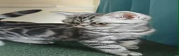 British Shorthair cats for sale: Bsh. Silver  Tabby  kitten. - Advert 2
