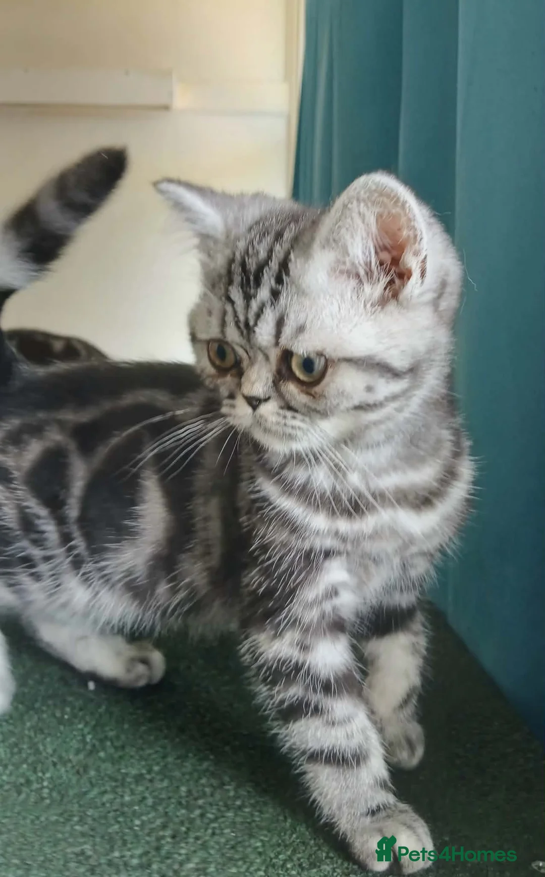 British Shorthair cats for sale: Bsh. Silver  Tabby  kitten. - Advert 2