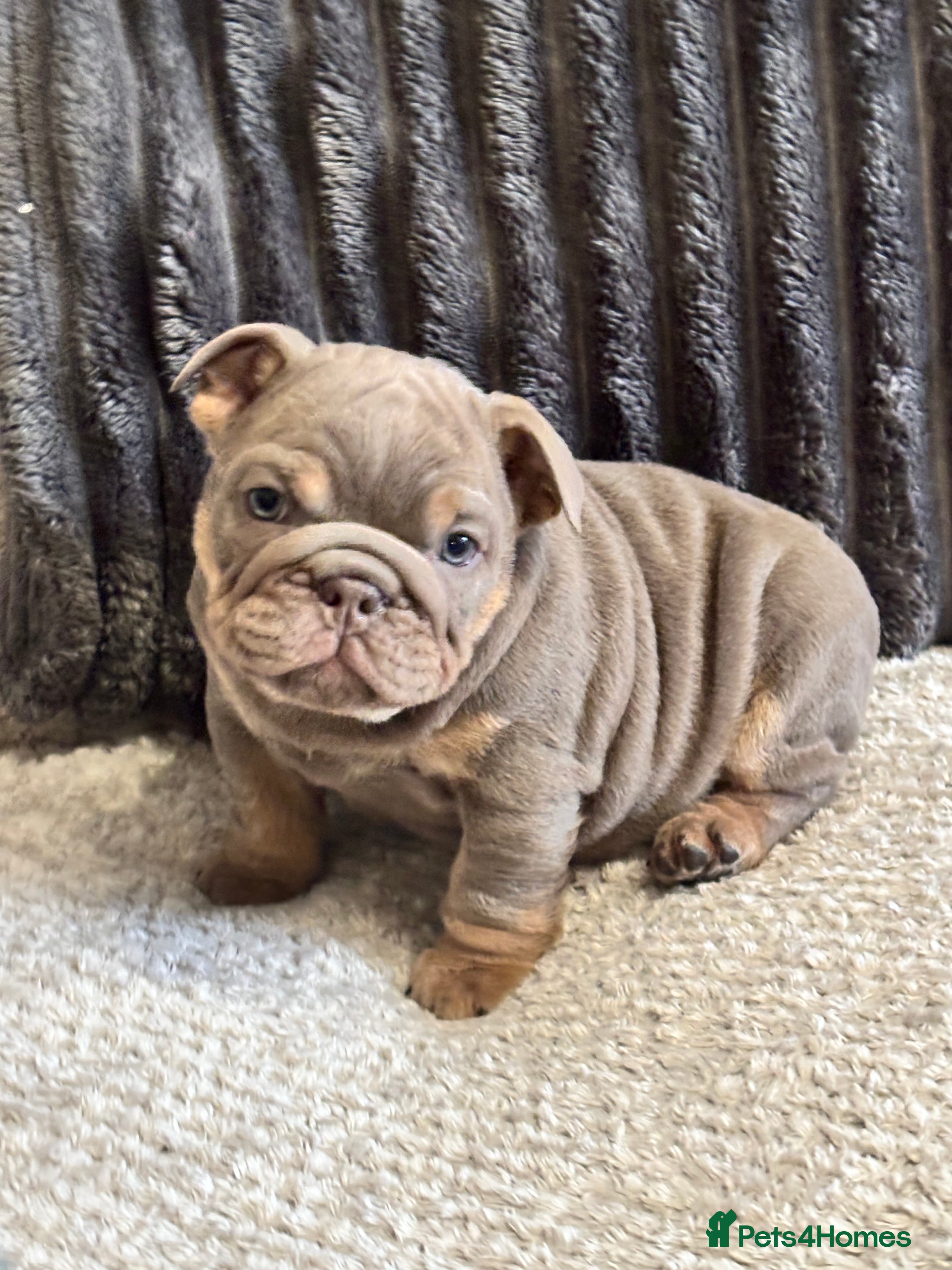 English Bulldog dogs Amazing quality British bulldog pups  - Advert 5