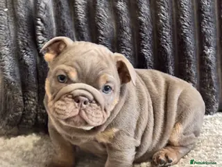 English Bulldog dogs Amazing quality British bulldog pups - Advert 1