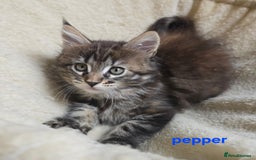Maine Coon cats for sale: Maine Coon Kittens Tortie/Torbie Russian lines - Image 31