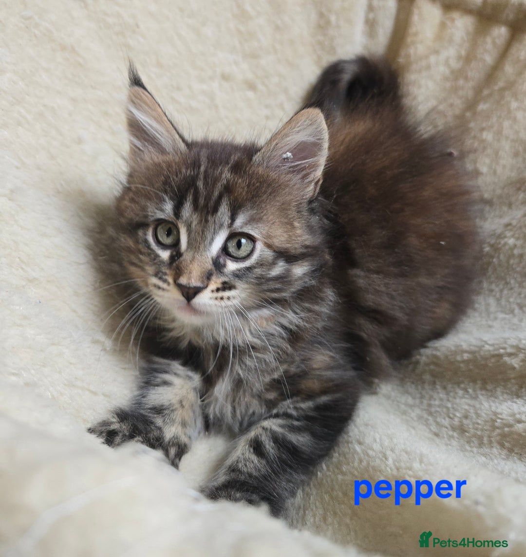 Maine Coon cats for sale: Maine Coon Kittens Tortie/Torbie Russian lines - Image 31