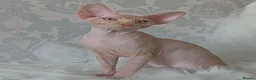 Sphynx cats for sale: 2 Stunning Sphynx Boys – Ready Now 💙 - Advert 35