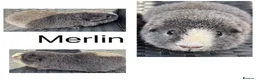 Guinea Pig rodents for sale: Boy/Male/Boar guinea pigs. In bonded pairs  - Advert 9