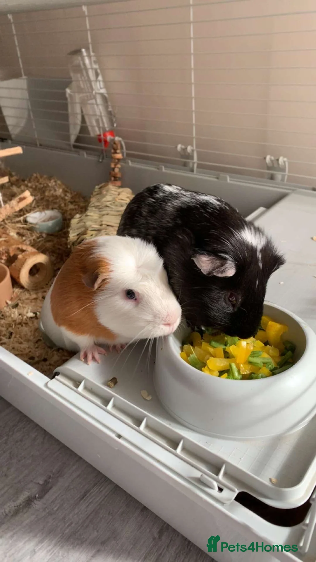 Guinea Pig rodents for sale: Guinea Pigs looking for there forever home - Advert 2