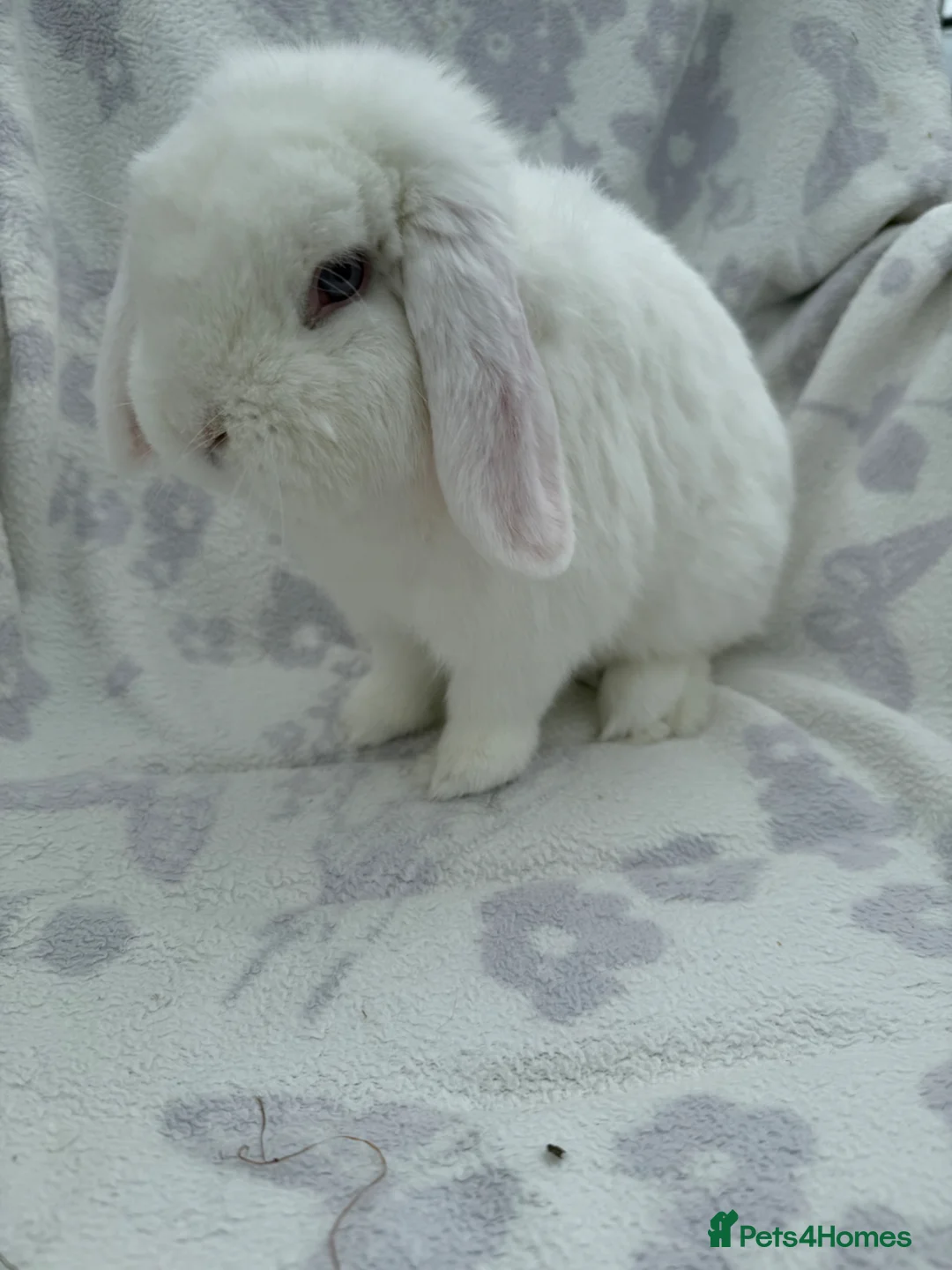 Dwarf Lop rabbits for sale: Dwarf lop boy - available now - Advert 3