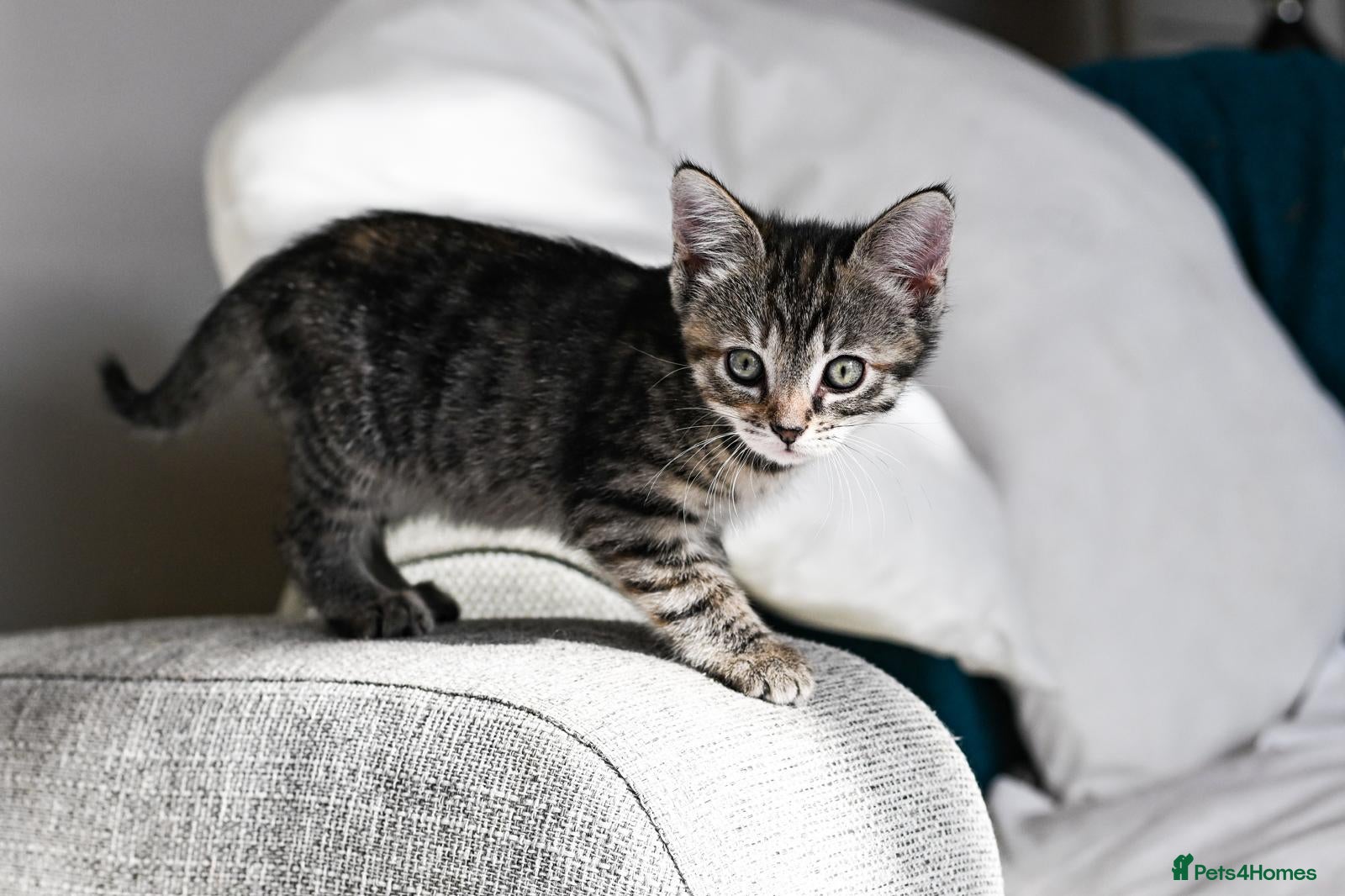 Mixed Breed cats Adorable Tabby kittens  - Advert 2