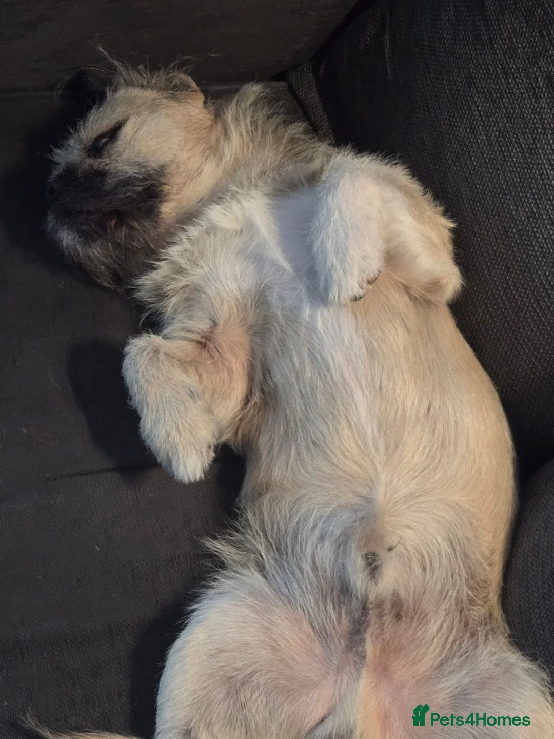 Mixed Breed dogs for sale: Male 16 month old pocket cross shizsu in Manchester - Advert 6