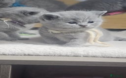 British Shorthair cats for sale: High Quality British Short Haired Kittens - Image 6