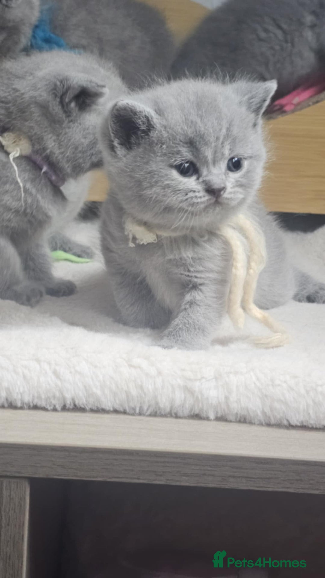 British Shorthair cats for sale: High Quality British Short Haired Kittens - Image 6