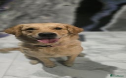 Golden Retriever dogs for sale: Rehoming our beautiful golden retriever Gwendolyn  - Image 5