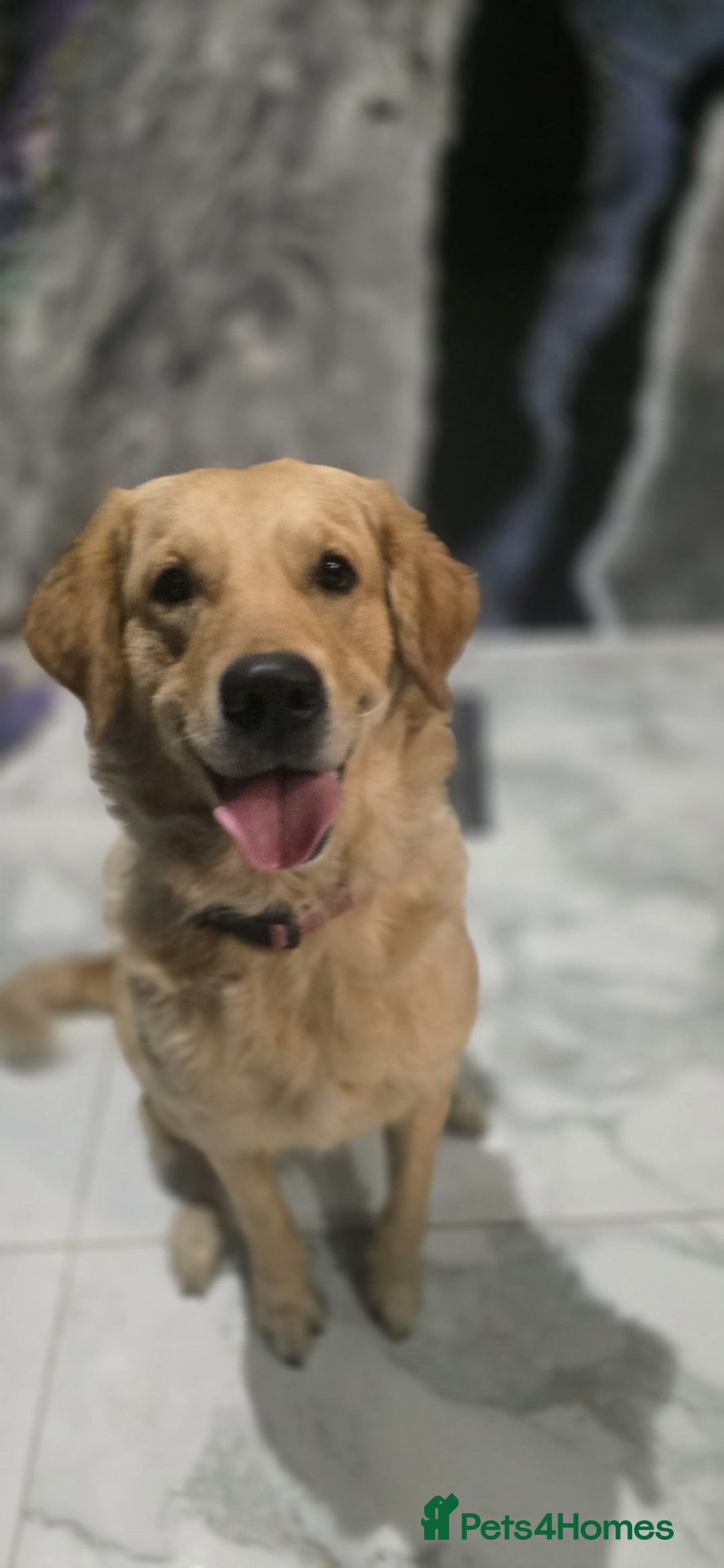 Golden Retriever dogs for sale: Rehoming our beautiful golden retriever Gwendolyn  - Image 5