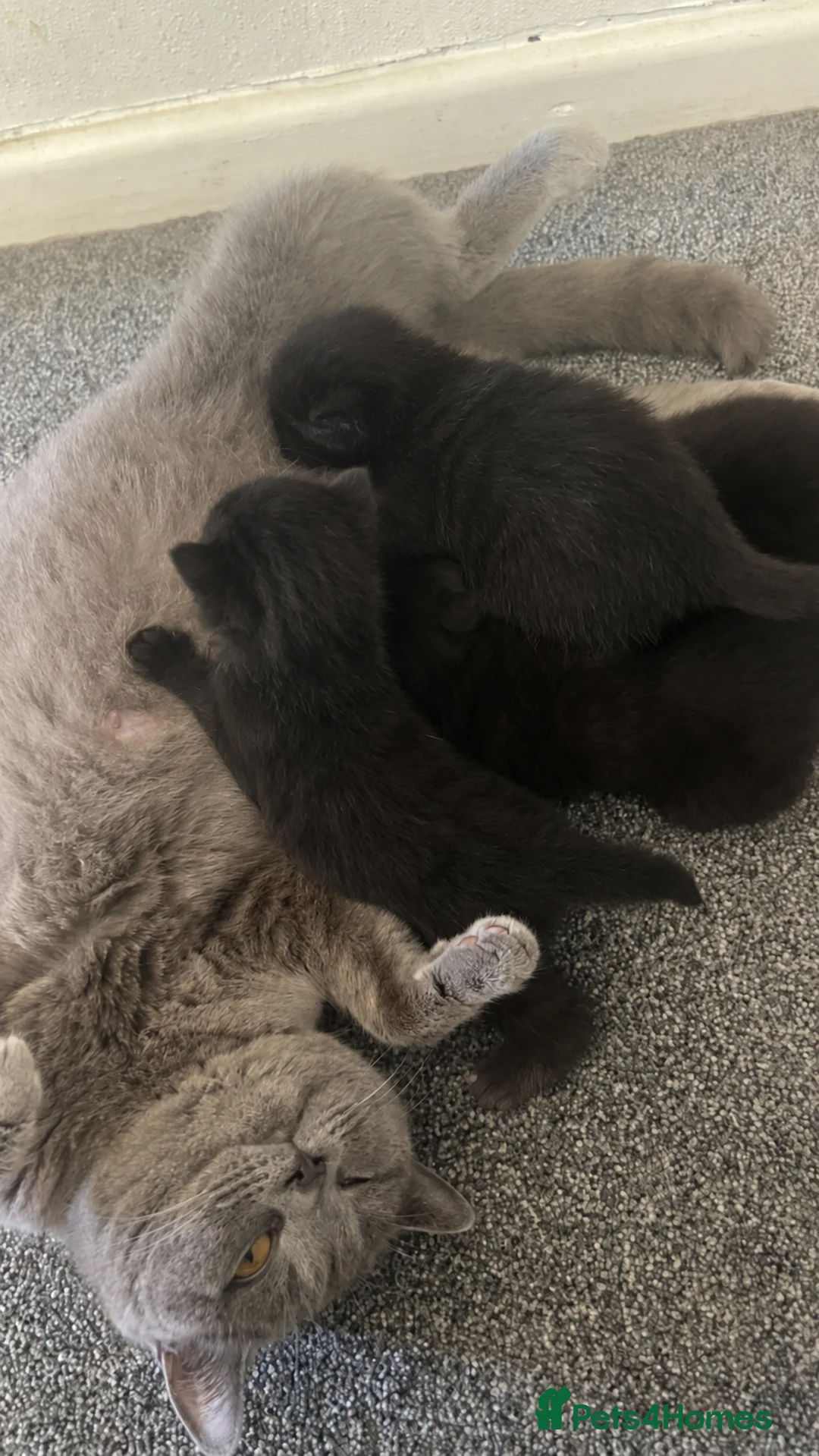Mixed Breed cats for sale: British shorthair x - Advert 1