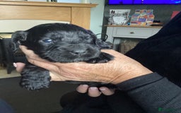 Cocker Spaniel dogs for sale: 2 bitches left - Advert 4
